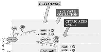 The citric i acid cycle is a series of