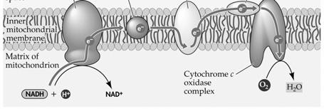 oxidation, and the citric acid cycle are oxidized by