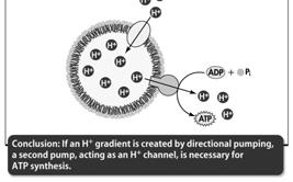 production of ATP.