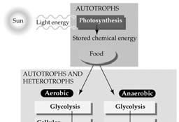 C. Obtaining Energy and Electrons from Glucose