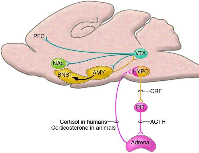 Neurobiology of Trauma Hypothalamic-Pituitary-Adrenal Axis (HPA) Stress activates