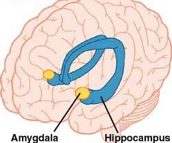 Neurobiology of Trauma Amygdala Amygdala: Input from sensory, memory
