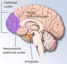 Neurobiology of Trauma Frontal cortex Executive