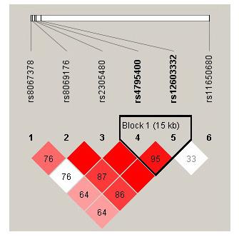 Genetic variants on 17q21 associated with asthma 343 these SNPs among our control subjects were generally high for SNPs around the GSDML and ORMDL3 genes (Figure 2).