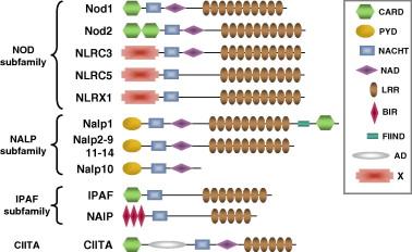 NLR family The NLR family is characterized by the presence of a central nucleotide-binding and oligomerization (NACHT) domain, which is commonly flanked by C- terminal leucine-rich repeats (LRRs) and