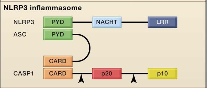 The NLRP3 inflammasome consists of the NLRP3 scaffold, the ASC (PYCARD) adaptor, and caspase- 1.