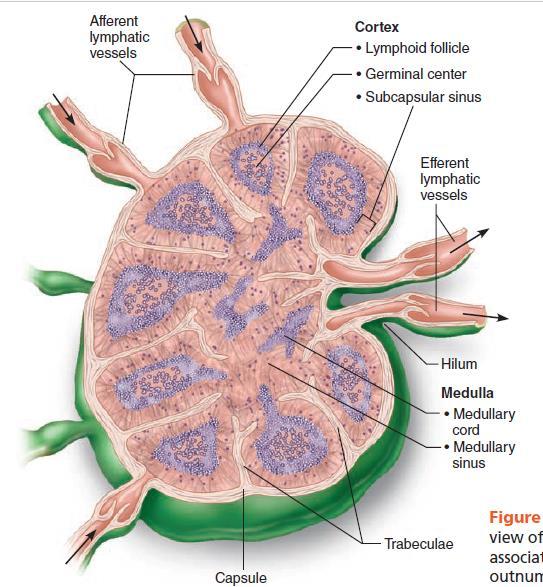 paths of the larger lymphatic vessels throughout the body, but are absent in the