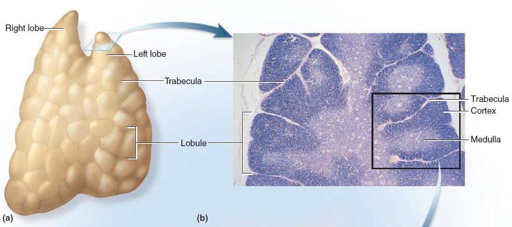 The thymus is a soft, bilobed gland enclosed in a connective tissue capsule and located anterior to the aorta and posterior to the upper part of the sternum.