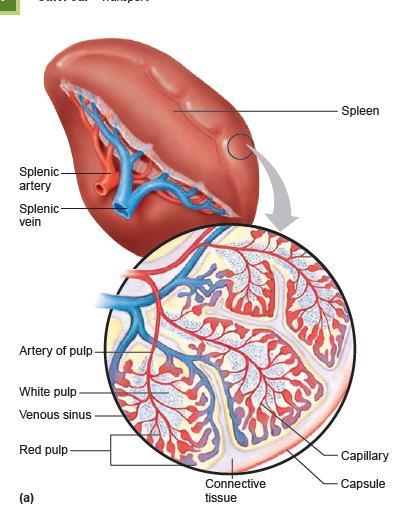 These two tissue types reflect the multiple functions of the spleen.