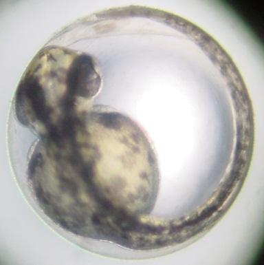 The Fish Embryo Toxicity (FET) Test Non-animal test: