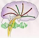 Mechanism of Action Site of action: Brain stem (reticular formation) Cerebral cortex Potentiates GABA Nerve impulses traveling in the cerebral cortex are also inhibited.