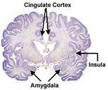 The Biology of Emotions Two structures the amygdala and the insula