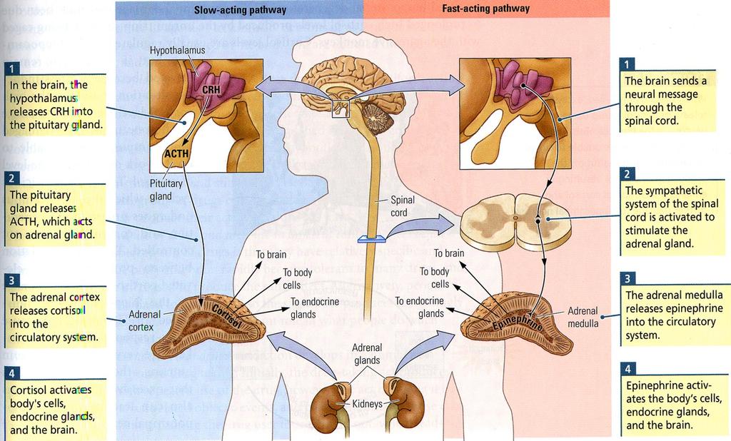Forebrain cortex hippocampus amygdala, bed nucleus septum thalamus Inputs to the PVN Other Hypothalamic n.