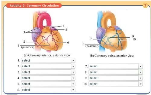 Activity 9: Coronary Vessels Navigation: Wiley Plus > Read, Study, and Practice > Lab Exercise 27. Heart Structure > Do > Activity 5: Coronary Circulation 1.