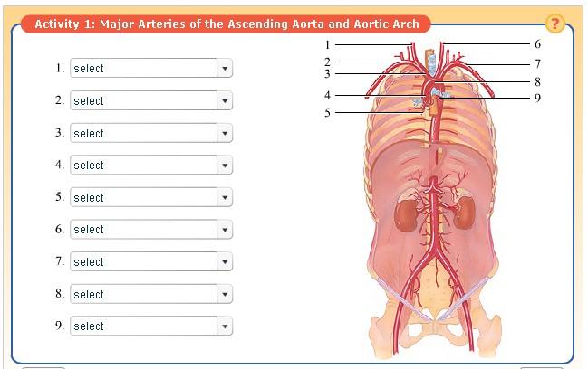 Activity 11: Artery and Vein Identification Navigation: Wiley Plus > Read, Study, and Practice > Lab Exercise 30.