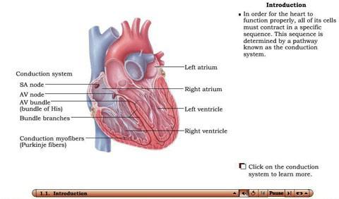 Activity 4: Cardiac Cycle System > See > Animation: Cardiac Cycle > Sections 1.1, 2.1, 3.1-3.7 1. What contractions compose a cardiac cycle? 2. Describe the condition of the atria, ventricles, and valves prior to atrial contraction.