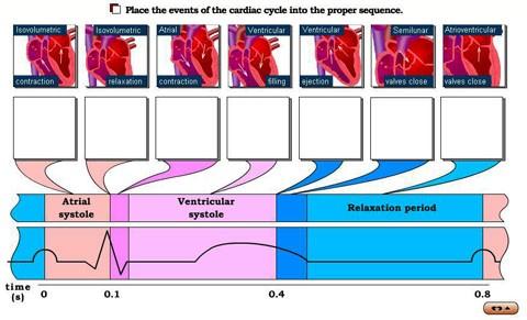 Activity 5: Cardiac Cycle System > Do > Interactive Exercise: Cardiac Cycle 1. When blood pressure is measured in the left arm, which phase of the cardiac cycle is reflected by the systolic pressure?