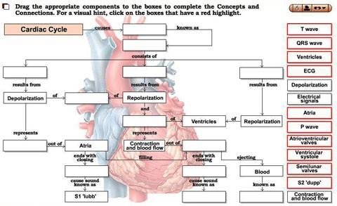 Activity 6: Cardiac Cycle System > Do > Interactive Concepts and Connections: Cardiac Cycle 1. What causes the valves to open and close in the heart? 2.