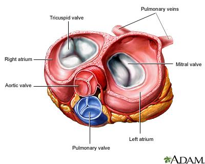 ventricle and the pulmonary artery -