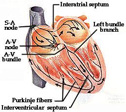 Cardiac Conduction System -