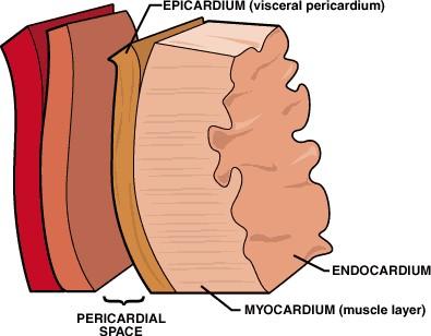 Wall of the Heart 1. Outer Epicardium Made of epithelial &ssue Protects the heart by reducing fric&on 2.