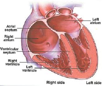 - Atria - Upper chambers - Receive blood returning to the heart - Ventricles - Lower chambers - Receive blood