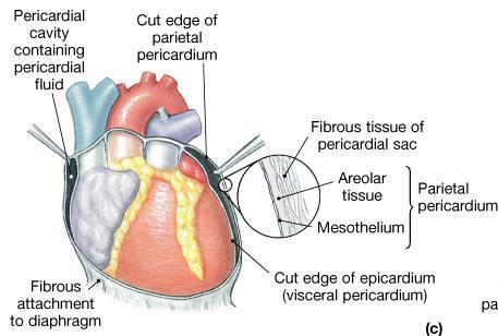 HEART:- PERICARDIUM The parietal pericardium consists of Outer layer - thick, fibrous connective tissue, attached to the diaphragm forms a strong protective sac for the