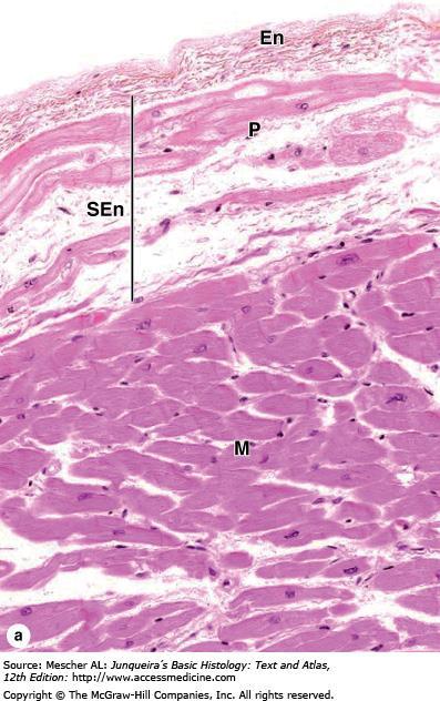 Endocardium & subendocardial conducting network The endocardium (En) is a thin layer of connective tissue lined by simple squamous endothelium.