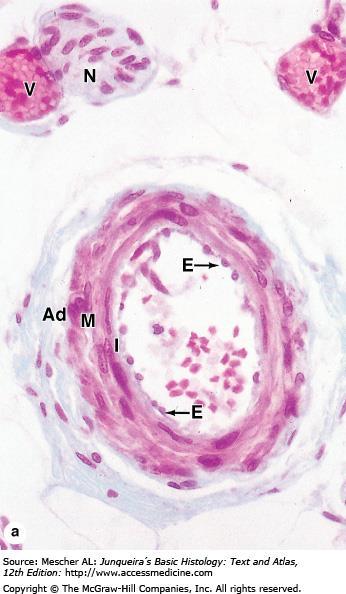 Arterioles (a): Arterioles are microvessels with a tunica intima (I) that consists only of the endothelium (E), in which the cells may have rounded nuclei.