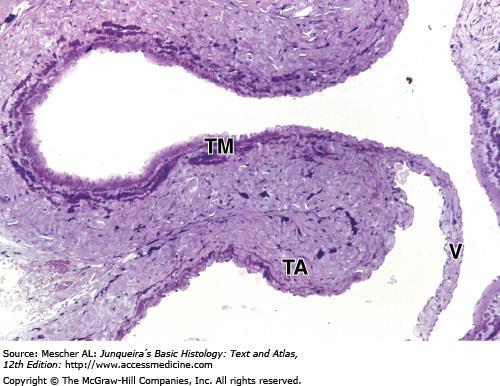 Wall of large vein with valve. Large veins have a muscular tunica media (TM) that is very thin compared to the tunica adventitia (TA) composed of dense irregular connective tissue.