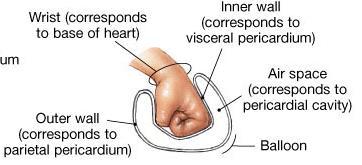 HEART:- PERICARDIUM Pericardium composed of two layers separated by a space called the