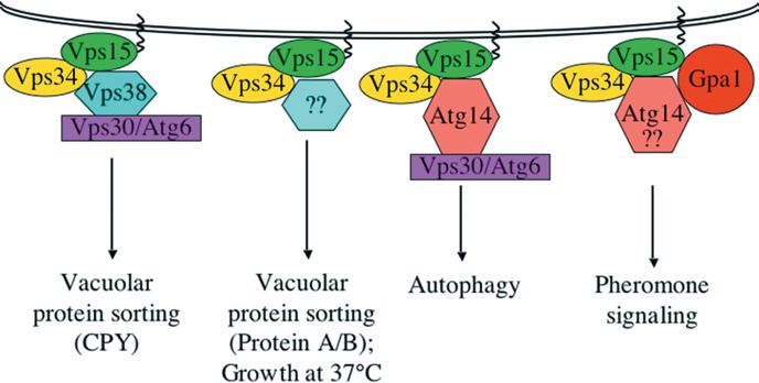 The regulation and function of Class III PI3Ks 7 Figure 3 Vps34p signalling complexes in yeast Tetrameric complexes containing Vps15p, Vps34p, Vps30p/Atg6p and either Atg14p or Vps38p have been