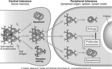 B Cell Tolerance: Peripheral B cells that recognize self Ag in peripheral tissues in the