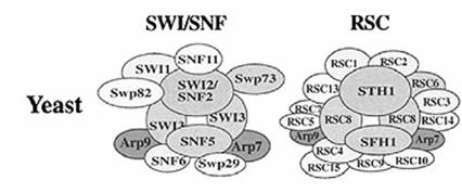 SWI2/SNF2 ATPase SUPERFAMILY