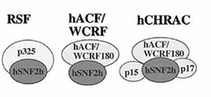 Chromatin accessibility complex ACF -