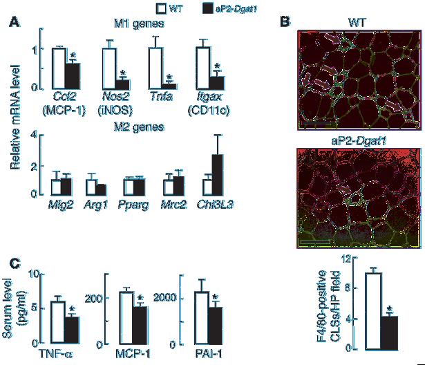 Figure 3 Reduced markers of WAT and systemic inflammation in ap2-dgat1 mice chronically fed a high-fat diet.