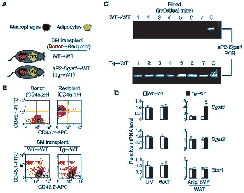 Figure 4 Complete and specific reconstitution in mice transplanted with WT or ap2-dgat1 BM.