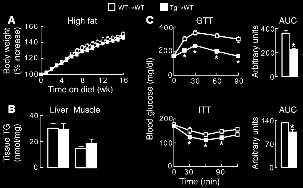 Figure 5 Transplantation of ap2-dgat1 BM is sufficient to protect against impaired glucose metabolism in mice chronically fed a high-fat diet.
