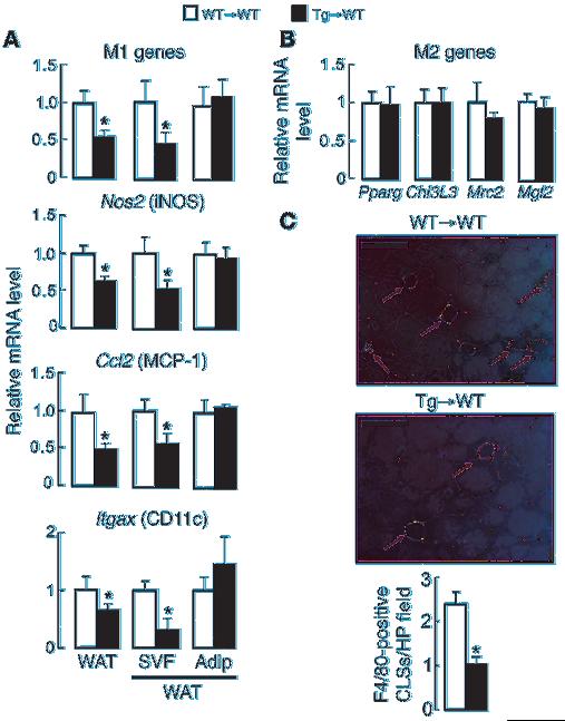 (C) Enhanced glucose (top, GTT) and insulin (bottom, ITT) tolerance in Tg WT mice fed a high-fat diet for 16 weeks (*P < 0.05).