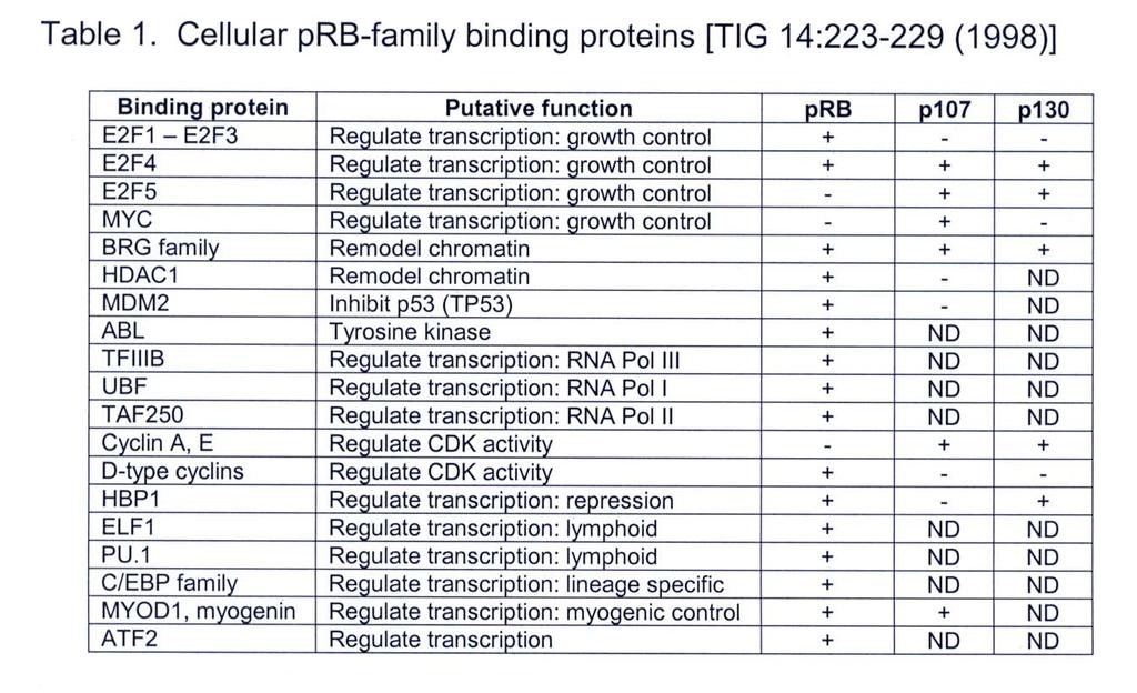 prb and family members interact with many other proteins (including transcription factors) * A more complete list of prb interacting