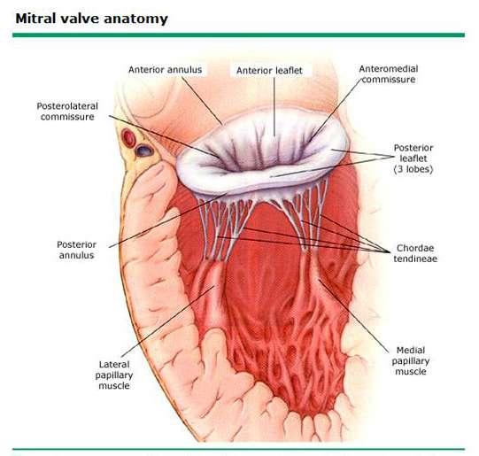 MV anatomy