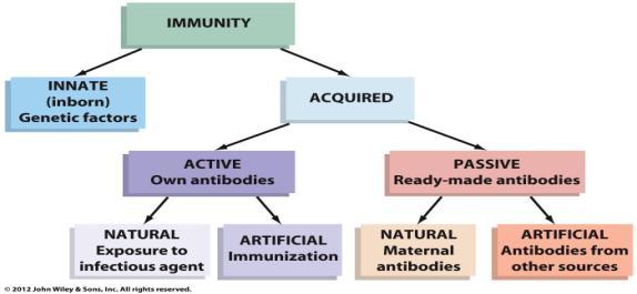 Species immunity: common to all members of a species 2 major types: innate & adaptive Types of Immunity 2. Adaptive or Acquired immunity is immunity obtained in a manner other than hereditary.