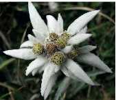 Edelweiss Powerful Stems Edelweiss has developed many defensive mechanisms in order to survive the extreme heights and protect itself from high level exposure to solar radiations.
