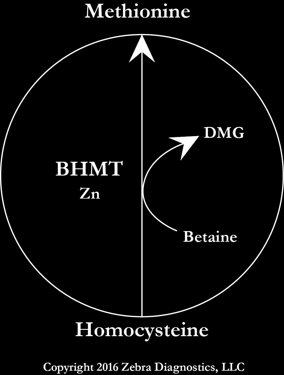 BHMT Betaine-Homocysteine S-Methyltransferase The short cut through the methylation cycle.