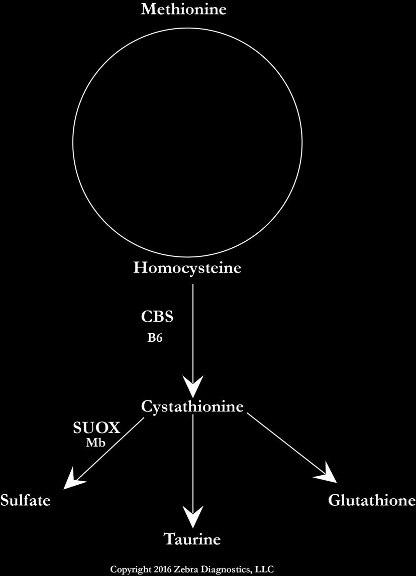 CBS Cystathionine Beta Synthase Accounts for half of homocysteine