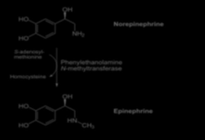 Stress and Methylation Talk to me about what you see here What is the chemical difference between Epinephrine and Norepinephrine?