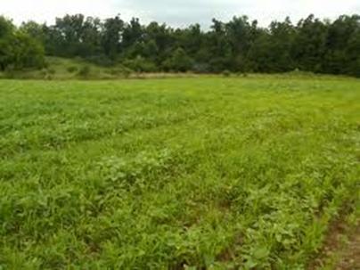 Legumes: Many different legume are utilized by grazing