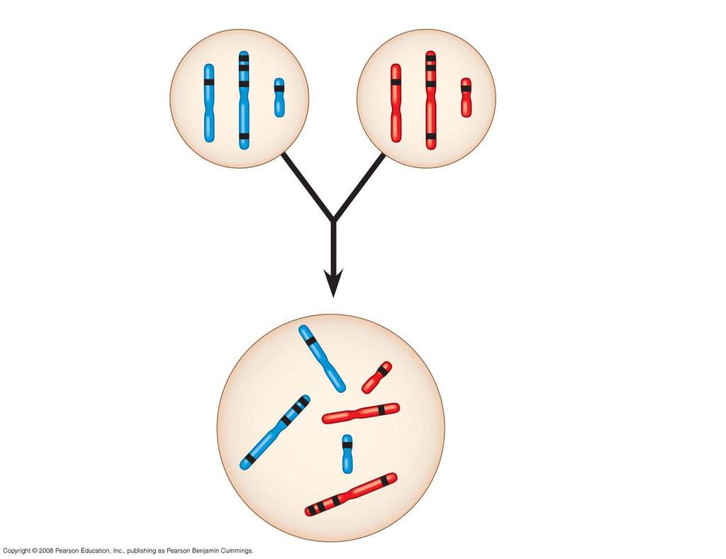 Fig. 15-UN4 Sperm Egg P generation gametes D C B A E + d c b a e F f This F 1 cell has 2n = 6 chromosomes and is heterozygous for all six genes shown (AaBbCcDdEeFf ). Red = maternal; blue = paternal.