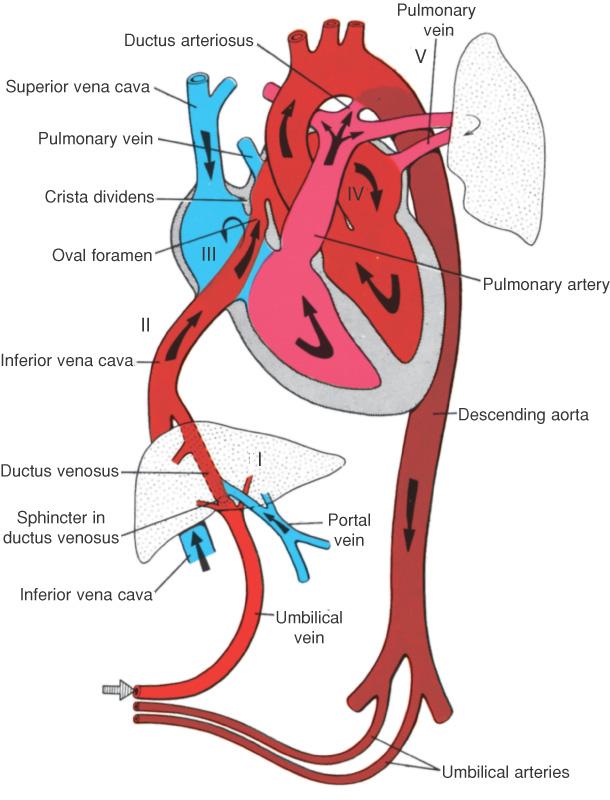 Fetal Circulation and Hemoglobin Oxygen Saturation in the Late Gestation Fetus 6 43 53 45 53 6 7 53