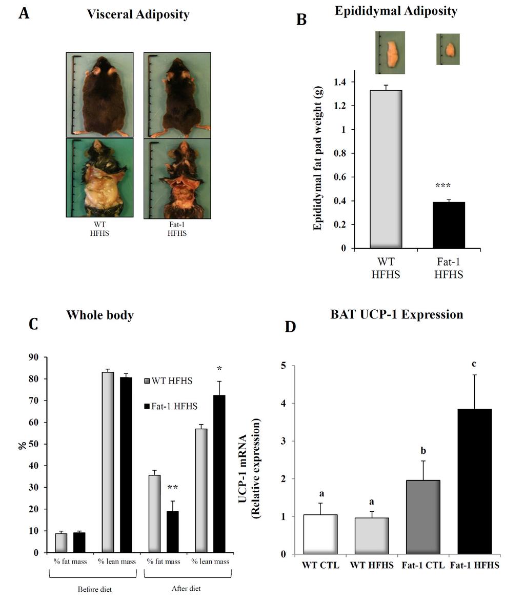 Supplementry Figure S1. Ft-1 mice exhibit reduced diposity when fed n HFHS diet. WT nd ft-1 mice were fed either control or n HFHS diet for 18 weeks.